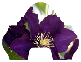 DARAY-L-024 Purple Cylmaties